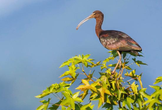 Glossy ibis spotted in Chongqing for first time