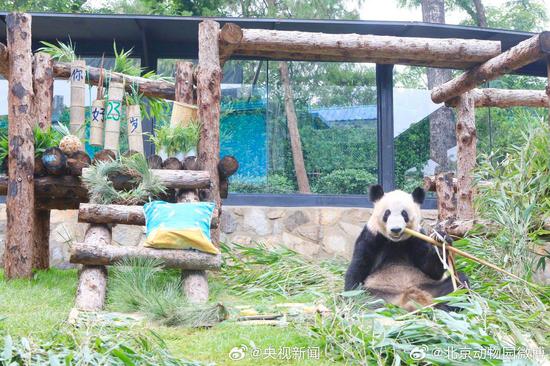 Giant panda Ya Ya celebrates its 23th birthday at Beijing Zoo, Aug. 3, 2023. (Photo provided to China News Service)