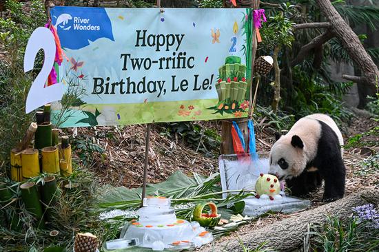 Singapore's first giant panda cub Le Le turns 2