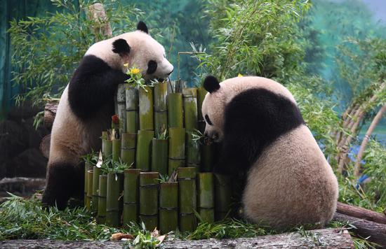 New arrival giant pandas meet public in Hanghzou