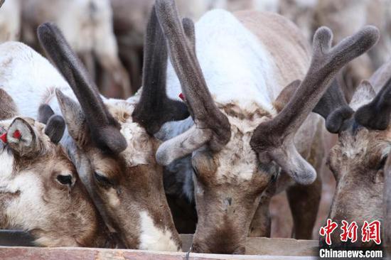 Reindeer forage in the mountains deep in the Greater Hinggan Mountains, Inner Mongolia Autonomous Region, April 25, 2023. (File photo/China News Service)