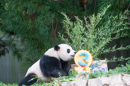 Panda cub Xiao Qi Ji at U.S. zoo to return to China by end of 2023