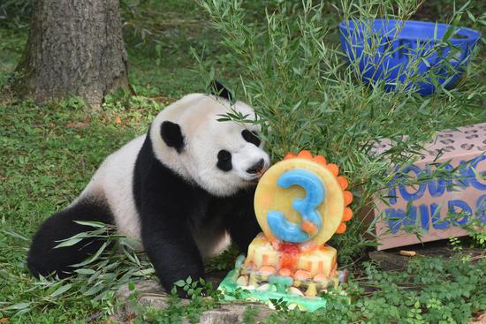 Giant panda cub Xiao Qi Ji turns 3 at U.S. zoo