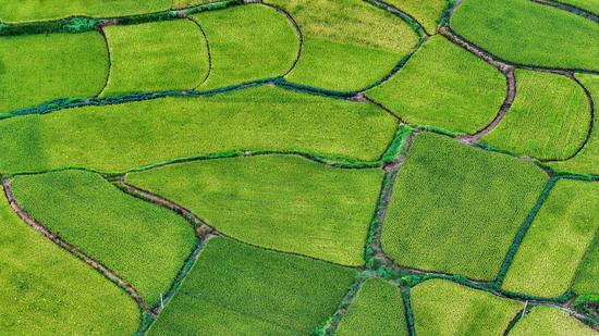 Rice paddies create a natural palette in Sichuan field