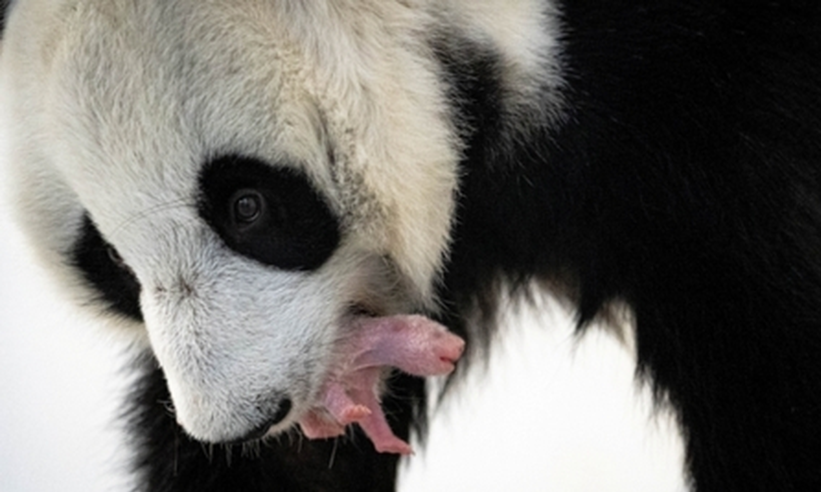 First giant panda cub born in Moscow Zoo