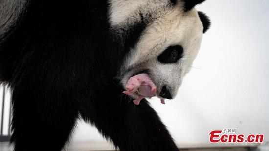 Giant panda cub born in Moscow Zoo