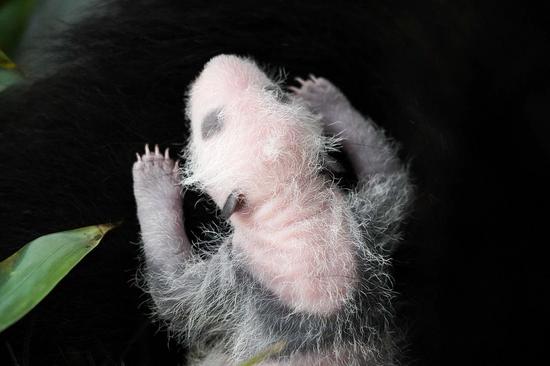 Moscow Zoo releases photos of one-week-old panda cub