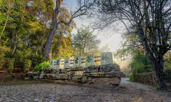 The Cultural Landscape of Old Tea Forests of Jingmai Mountain in Pu'er added to UNESCO World Heritage List