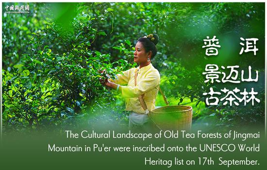 Culture Fact: Old tea forests in Pu'er listed as world heritage site