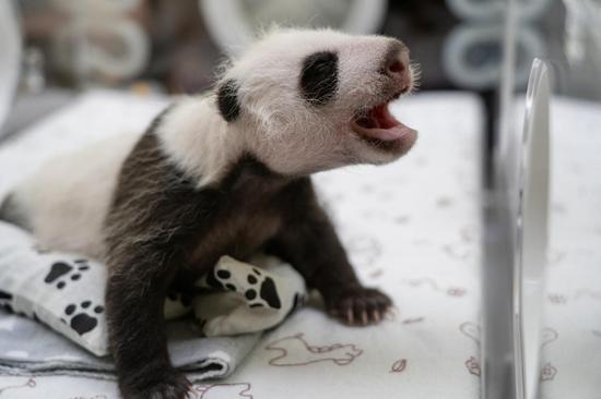Female giant panda cub turns one month old in Russia