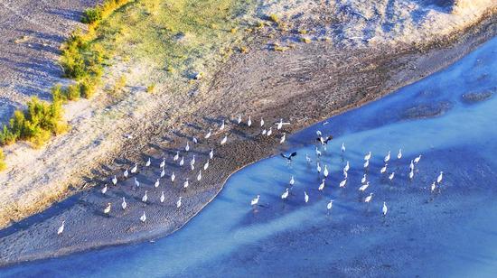 Ebinur Lake in Xinjiang hosts flock of migratory birds