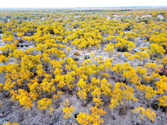 Golden populus euphratica forest in Xinjiang