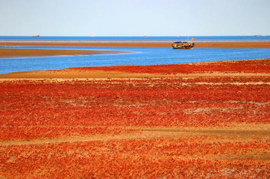 Dramatic view of crimson wetland in Shandong