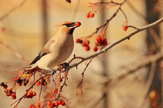 Bohemian waxwing spotted in Inner Mongolia
