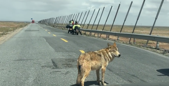 A wild wolf in Hoh Xil, northwest China's Qinghai Province. (Photo/Video screenshot)