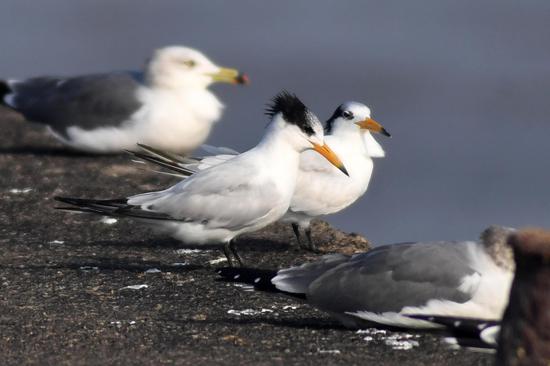 Critically endangered birds return to Qingdao