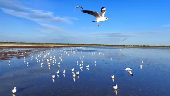Migratory birds flock to national reserve