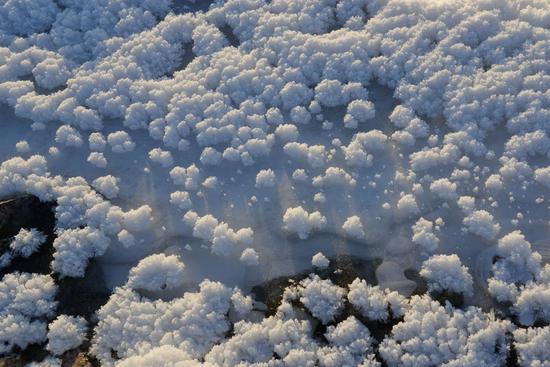 'Ice flowers' bloom in N China's Pole of Cold