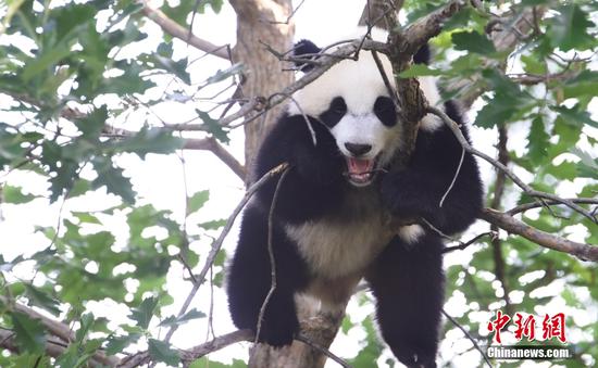 Giant pandas return to China after 23 years in U.S.