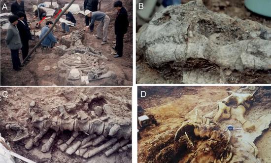 The dinosaur fossils excavated in the Pingba district of the city of Anshun in Southwest China's Guizhou Province. Photo: Courtesy of the Pingba District Cultural Relics Management Office and Guizhou Provincial Museum. (Photo from web)