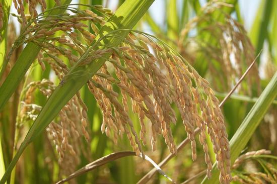 Researchers develop oil-rich rice strain