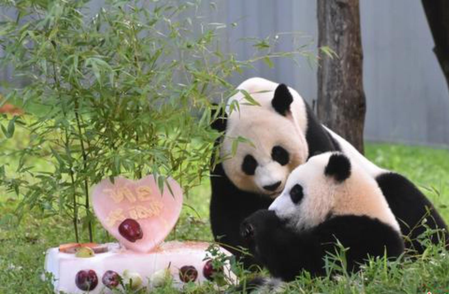 U.S. keen to see pandas back