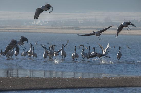 2,000 black-necked cranes arrive at Linzhou County in Lhasa for wintering