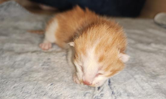 The first cat cloned using only Chinese equipment, reagents and consumables throughout the entire process is born in Qingdao, East China's Shandong Province on November 19, 2023. (Photo/Courtesy of Qingdao Agricultural University)