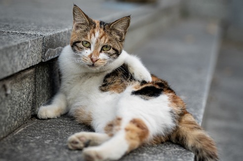 Purr-fect solution: Rice company enlists cats to combat rats
