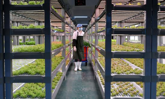 A staffer works at an organic vegetable factory in Yongchun County, East China’s Fujian Province on February 28, 2023. China has drawn up a roadmap for advancing rural revitalization across the board, and for moving faster in building up its agricultural strength. (Photo/China News Service)