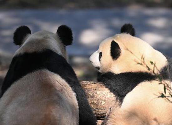 Giant pandas enjoy sunshine in Sichuan