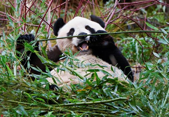 Giant pandas back to Sichuan from UK