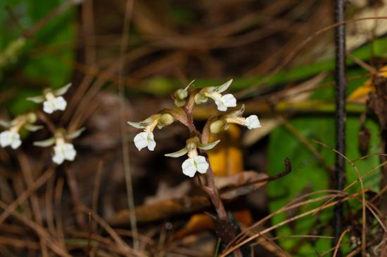 New species of orchid found in Xizang