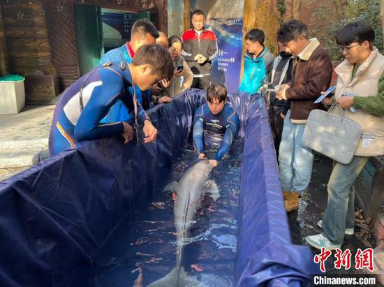 Finless porpoise stranded on river bank in Hangzhou is under rescue and treatment