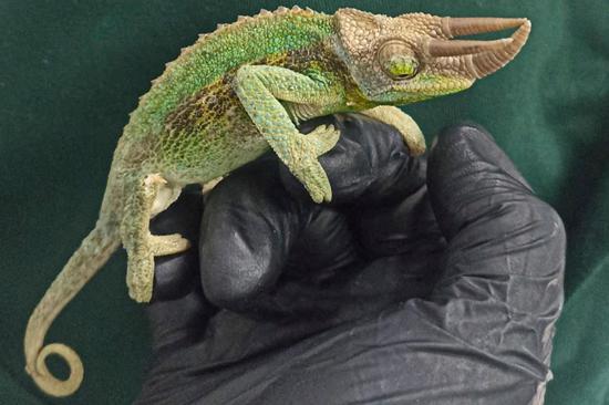 Concerns aired over illegal wildlife trade