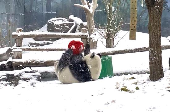 Giant pandas play in Inner Mongolia snow