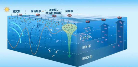 Researchers unlock distribution pattern of marine carbon pump