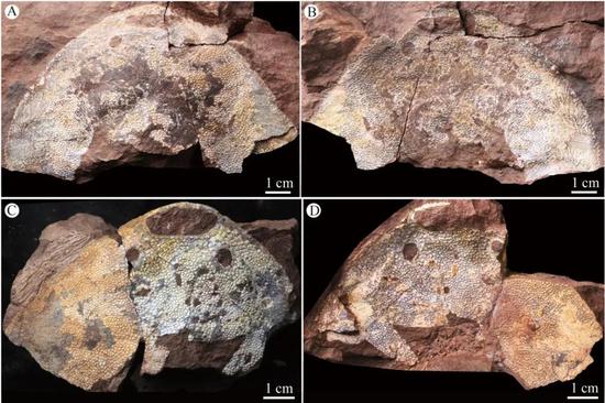 New 438-million-year-old fish fossil unveils evolutionary past from Xinjiang to Yangtze River