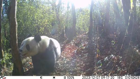 Wild pandas captured in Sichuan