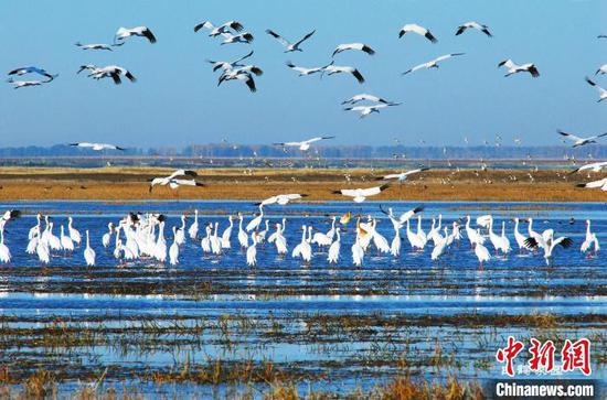 Birds arrive at the Momoge National Nature Reserve in Zhenlai town, Northeast China's Jilin Province. (File photo/China News Service)