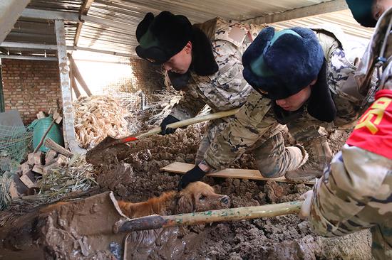 Gansu quake: Golden retriever rescued from mud after being trapped for more than 30 hours