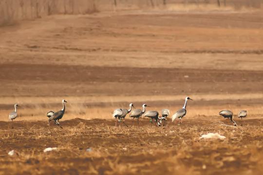 A flock of white-naped cranes, including one with a satellite device, roost at the Shandian River Basin in Duolun, Inner Mongolia autonomous region, in 2014. (Photo provided to China Daily)