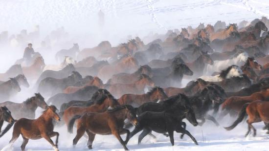 Horse galloping in snow creates fascinating attraction in Xinjiang