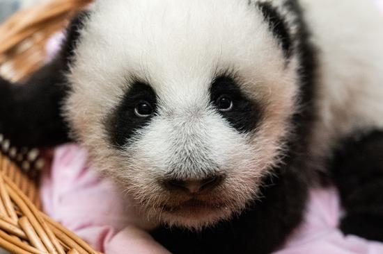First giant panda cub born in Russia named Katyusha