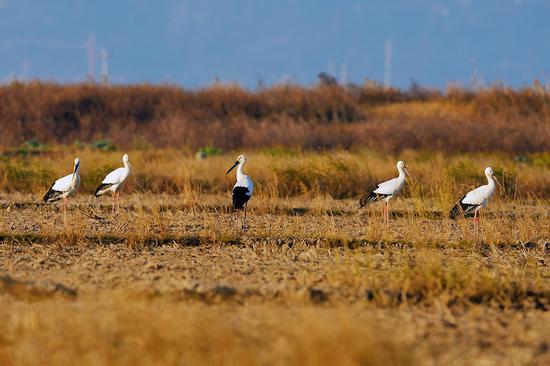 Endangered oriental white storks spend winter in E China