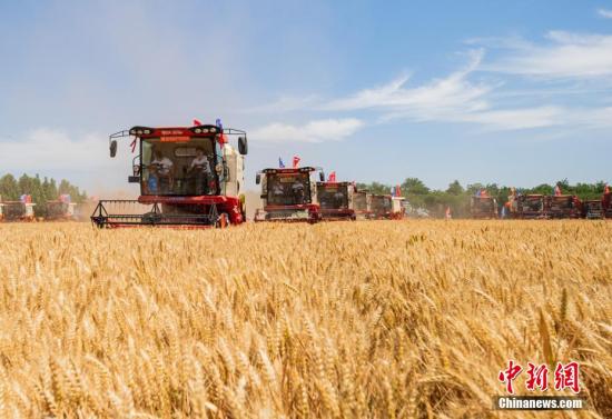 Harvesters reap wheat in Nanyukou village of Handan City, Hebei province. (File photo/China News Service)