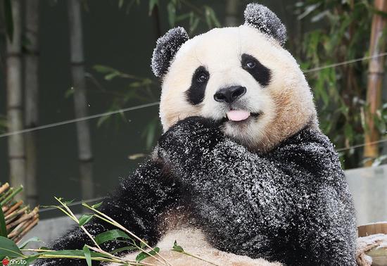 Giant panda Fu Bao to return in April