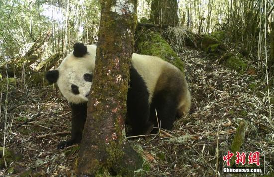 Wild giant panda population in China increases to nearly 1,900