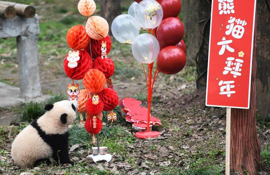 Giant panda cubs make appearance for Chinese New Year celebration