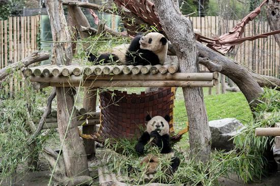 马德里动物园为大熊猫家庭举办告别派对